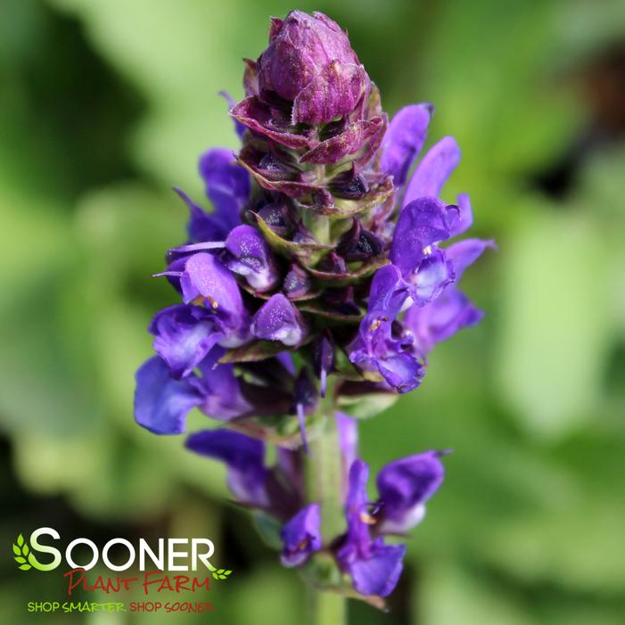 BLUE MARVEL MEADOW SAGE