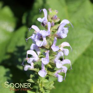 Salvia nemerosa 'Crystal Blue'