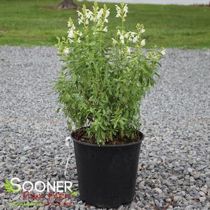 Salvia greggii 'White'