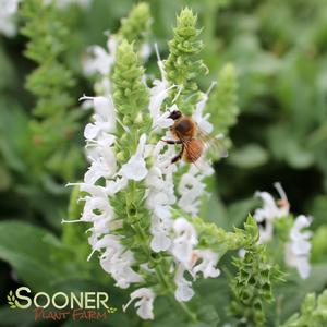 SNOW HILL MEADOW SAGE