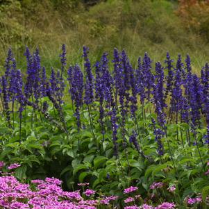 Salvia x 'Balsalmisp'