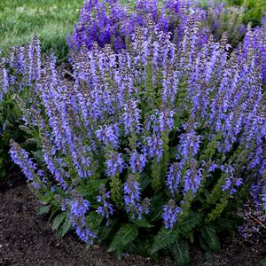 TIDAL POOL MEADOW SAGE