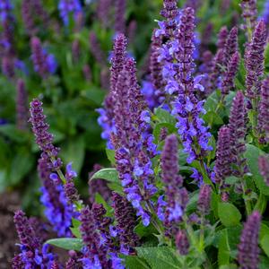 VIOLET PROFUSION MEADOW SAGE