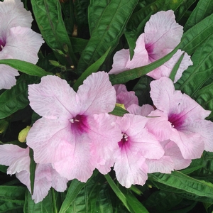 KATIE PINK DWARF MEXICAN PETUNIA