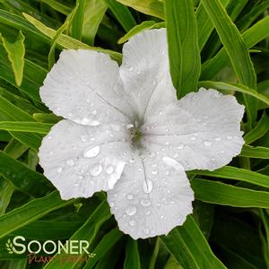 KATIE WHITE DWARF MEXICAN PETUNIA