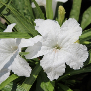 KATIE WHITE DWARF MEXICAN PETUNIA