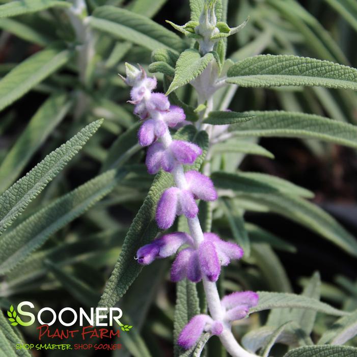 SANTA BARBARA MEXICAN SAGE