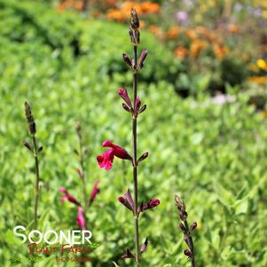 Salvia darcyi x microphylla 'PWIN03S'