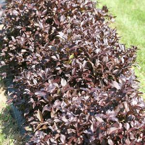 MIDNIGHT WINE SHINE® WEIGELA