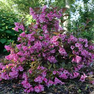 Weigela florida 'SMNWFG'