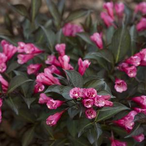 Weigela florida 'SMNWFMS'