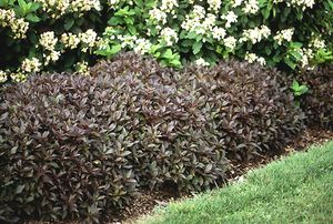 MIDNIGHT WINE® WEIGELA