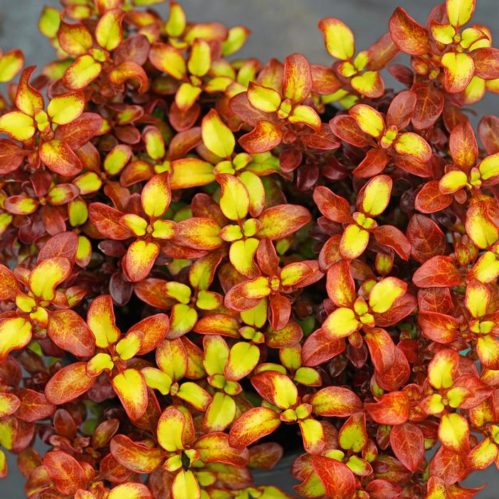 Image property of and used with permission from Spring Meadow Nursery