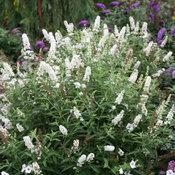 MISS PEARL BUTTERFLY BUSH