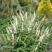 MISS PEARL BUTTERFLY BUSH