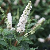 MISS PEARL BUTTERFLY BUSH