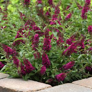 Buddleia x 'Balchryran'