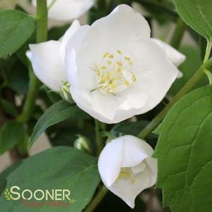 Philadelphus x 'Snowwhite Fantasy'