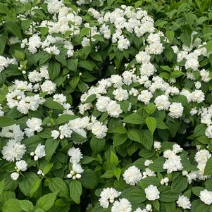 Philadelphus coronarius 'SMNPSDW'