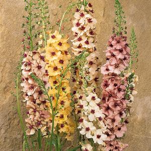 Verbascum x 'Southern Charm'