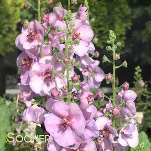 PLUM SMOKEY MULLEIN