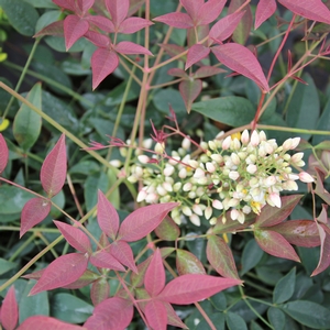 FLIRT™ NANDINA