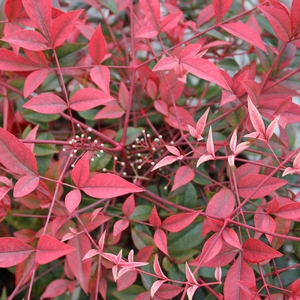 FLIRT™ NANDINA