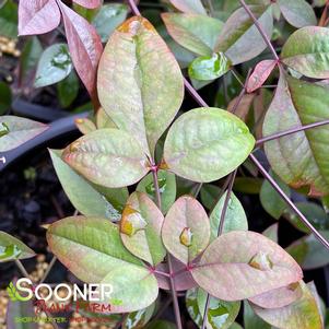 Nandina domestica 'Jaytee'