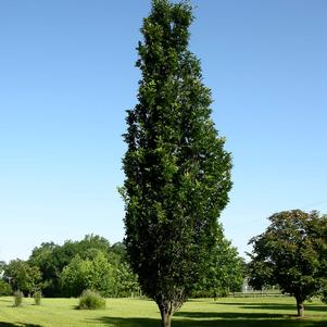Quercus x warei 'Long'