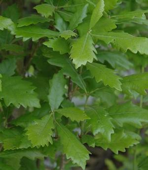 REGAL PRINCE OAK