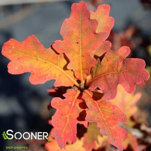 Quercus robur x alba 'Crimschmidt'