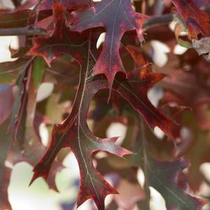 Quercus ellipsoidalis 'Bailskies'