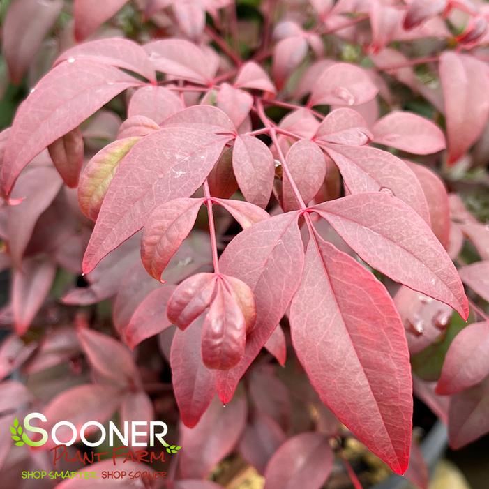 OBSESSION™ NANDINA