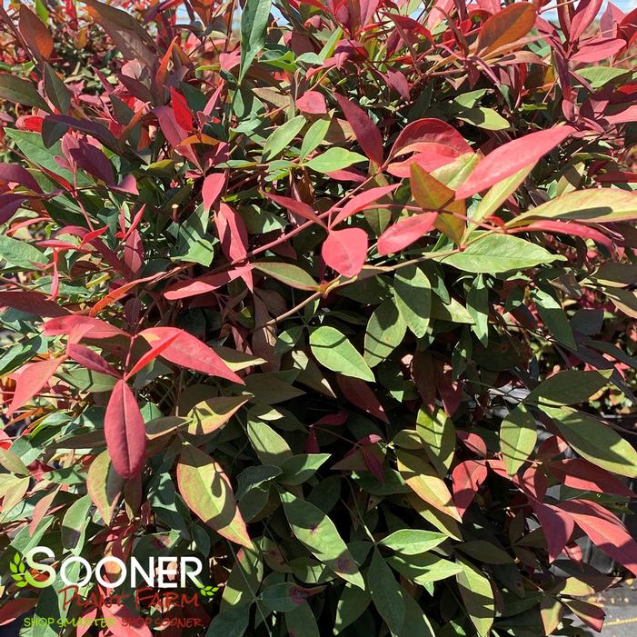 OBSESSION™ NANDINA