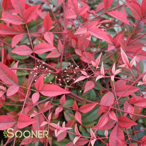 Nandina domestica 'Murasaki'