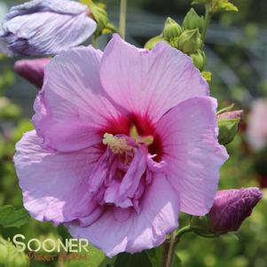 Hibiscus syriacus 'Notwoodone'