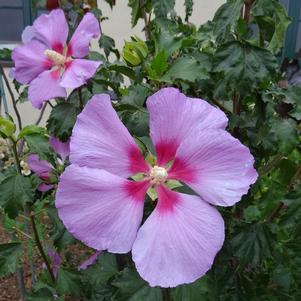 Hibiscus syriacus x paramutabilis 'Walhirosmo'