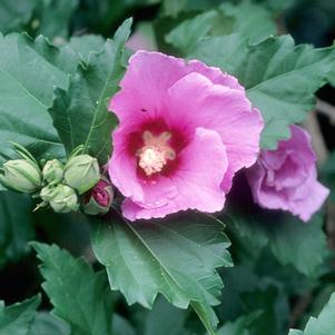 Hibiscus syriacus 'Minerva'