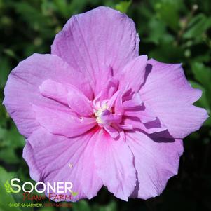 Hibiscus syriacus 'SMNHSPCL'