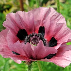 Papaver orientale 'Patty's Plum'