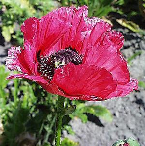 WATERMELON ORIENTAL POPPY