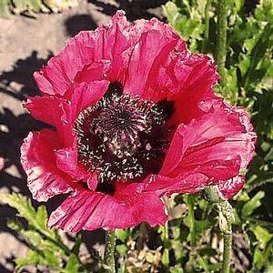 WATERMELON ORIENTAL POPPY