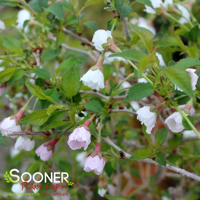 KOJO-NO-MAI ORNAMENTAL CHERRY BUSH