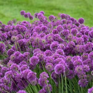 Allium x 'Lavender Bubbles'