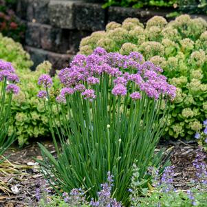 Allium x 'Pincushion'