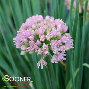 Allium x 'Nonelbmu'