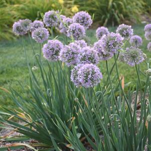 Allium x 'Bubble Bath'