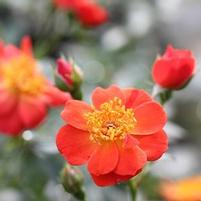 OSO EASY HOT PAPRIKA® ROSE