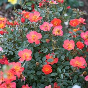 OSO EASY HOT PAPRIKA® ROSE
