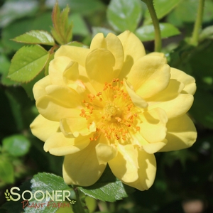 OSO EASY LEMON ZEST® ROSE